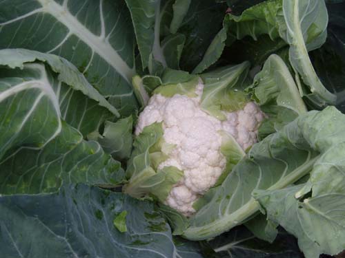 Open dagen bij Bejo Zaden