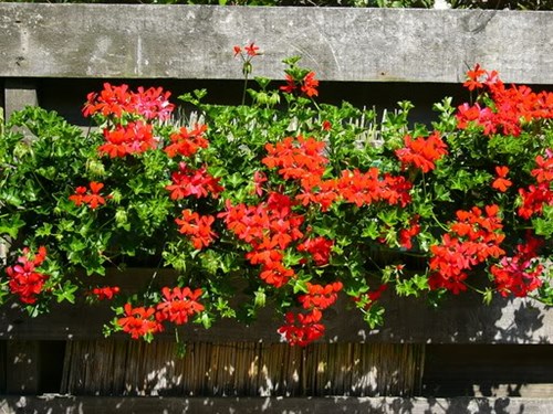 Oostenrijkse hanggeranium