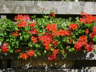 Oostenrijkse hanggeranium
